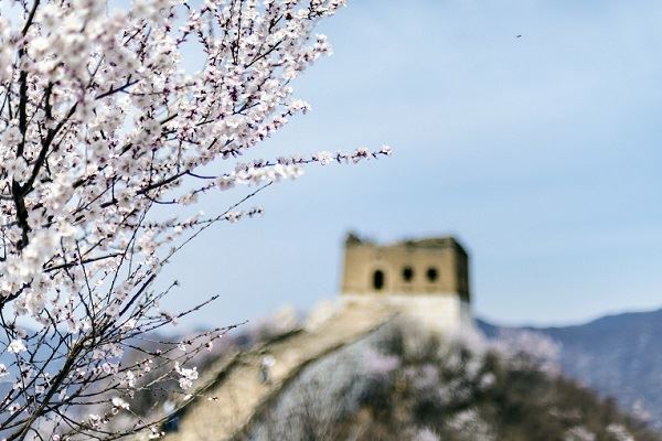 梦见杏花开有什么征兆 梦见杏花开好欠好