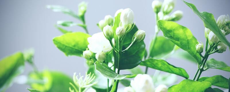 梦见茉莉什么意思 梦见茉莉预示什么