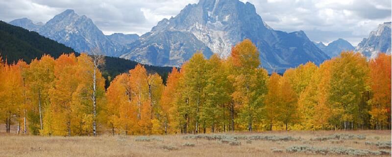 梦见白杨有什么征兆 梦见白杨好不好