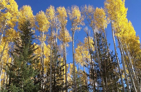 梦见白杨有什么征兆 梦见白杨好不好