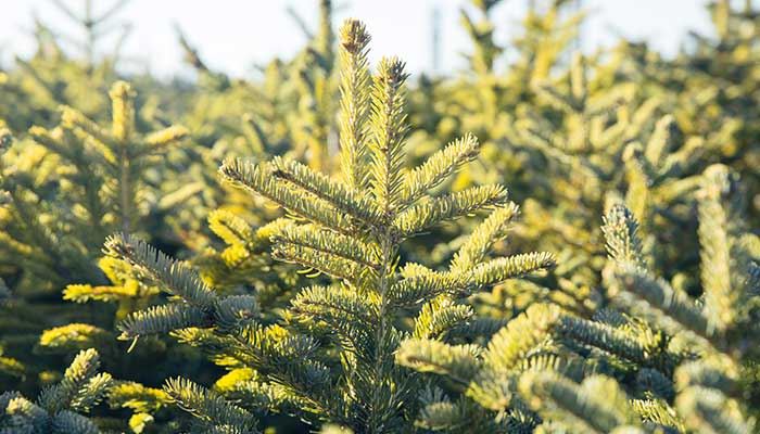 梦见松树丛什么意思 梦见松树丛预示什么