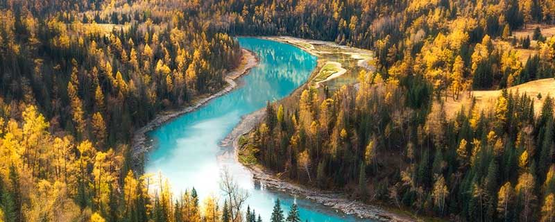 梦见杉木树预示什么  梦到杉木树什么意思