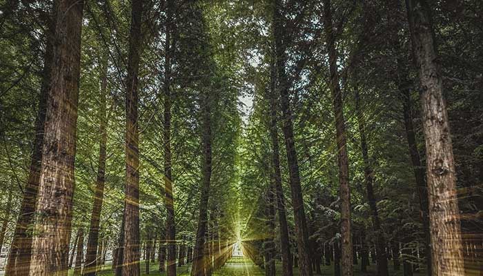 梦见杉木树预示什么  梦到杉木树什么意思