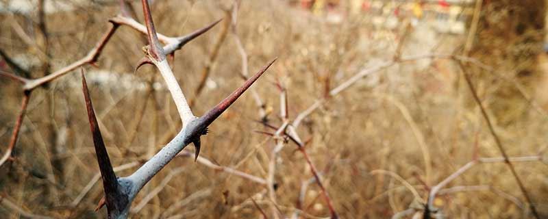 梦见荆棘有什么征兆 梦到荆棘好欠好