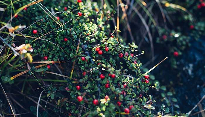梦见荆棘有什么征兆 梦到荆棘好欠好