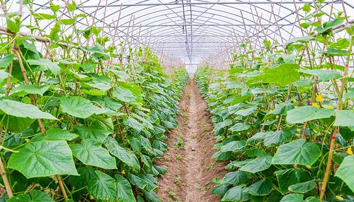 梦到偷他人地里的黄瓜预示什么 梦到偷他人地里的黄瓜好不好