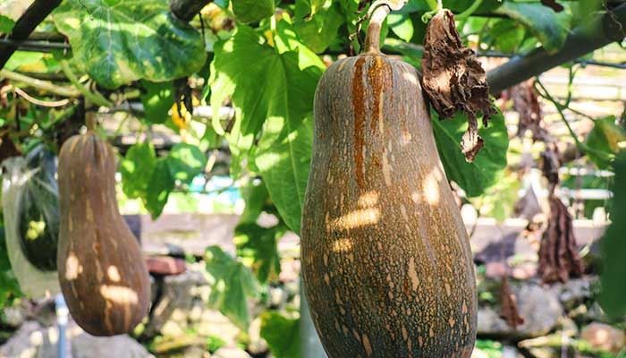 梦见种瓜什么意思 梦见种瓜有什么预兆