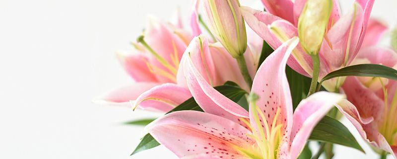 梦见花朵是什么意思 梦见花朵好欠好