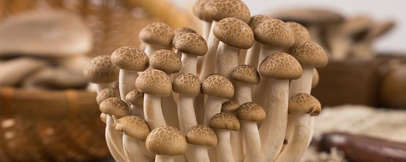 梦到捡鸡枞菌是什么意思 梦到捡鸡枞菌预示什么