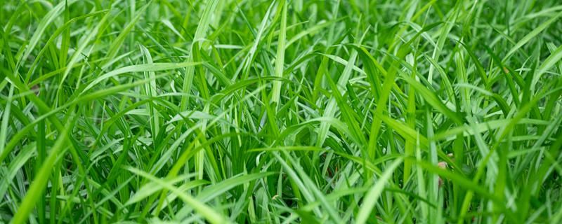 梦见绿莹莹的青草是什么意思 梦见绿莹莹的青草代表什么征兆