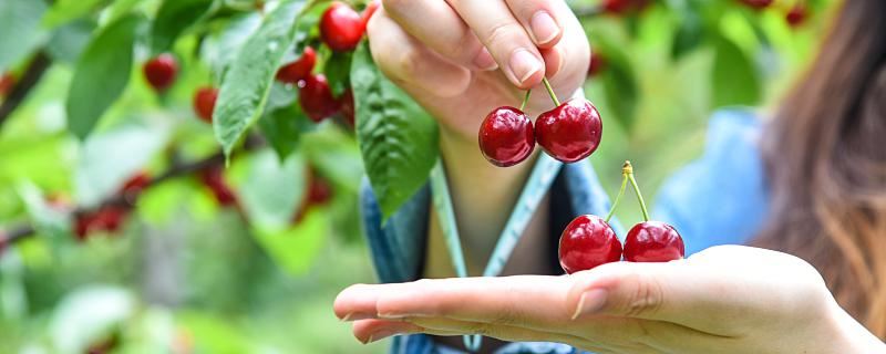 女性梦见樱桃树是什么意思 女性梦见樱桃树代表什么征兆