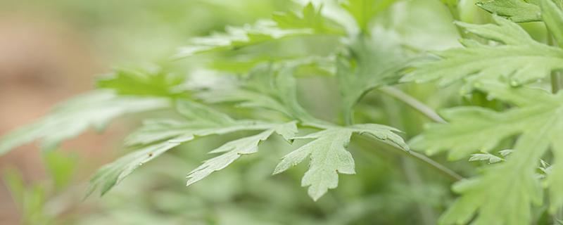 梦见看到羊齿科植物表明什么 梦见看到羊齿科植物是吉仍是凶