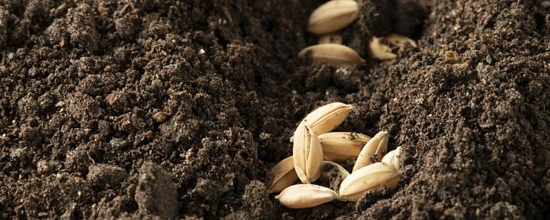 梦到种子什么意思 梦到种子预示着什么