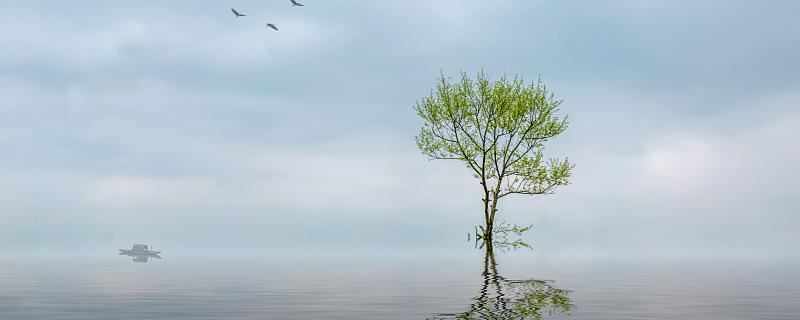 梦到树倒什么意思 梦到树倒征兆着什么