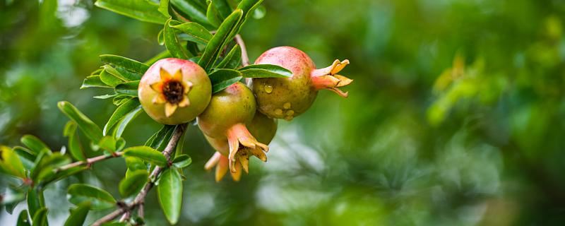 梦到石榴意思 梦见石榴是什么预兆