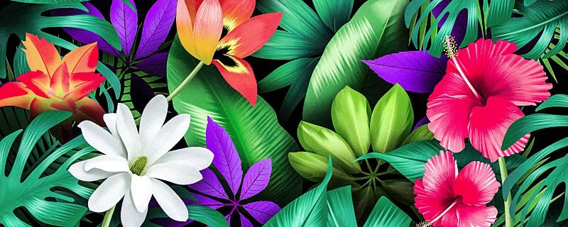 梦见白莲花预示着什么现象?梦到白莲花是什么预兆