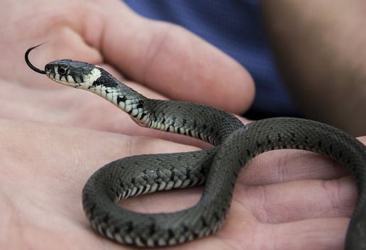 孕妈妈梦见蛇是什么意思 孕妈妈梦见蛇预示着什么