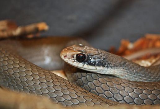 孕妈妈梦见蛇是什么意思 孕妈妈梦见蛇预示着什么