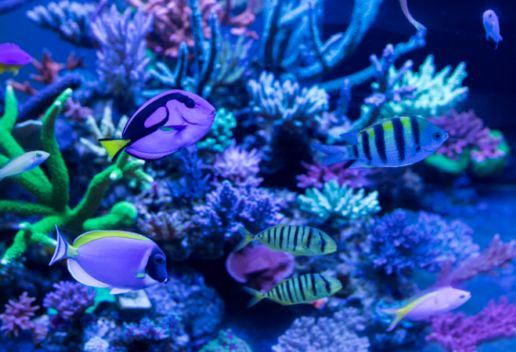 孕妈妈梦见许多鱼是什么意思 孕妈妈梦见许多鱼预示着什么