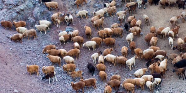 女性梦见许多羊是什么意思 梦见许多羊征兆什么