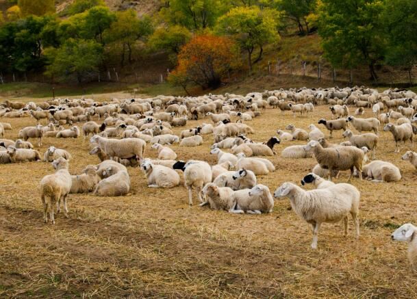 女性梦见许多羊是什么意思 梦见许多羊征兆什么