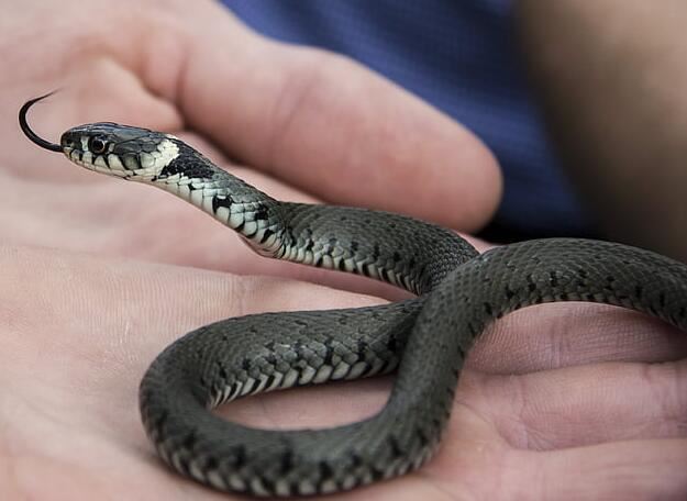 女性梦见许多蛇在身上是什么意思 梦见许多蛇在身上征兆什么