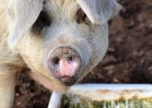 女性梦见拿猪食喂猪是什么意思 梦见拿猪食喂猪征兆什么