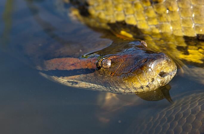 女性梦见蛇缠死后挣脱是什么意思 梦见蛇缠死后挣脱征兆什么