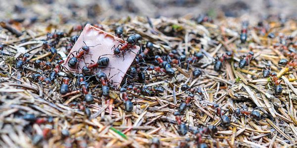 女性梦见身上许多蚂蚁是什么意思 梦见身上许多蚂蚁征兆什么