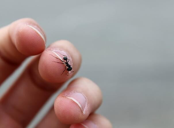 女性梦见身上许多蚂蚁是什么意思 梦见身上许多蚂蚁征兆什么