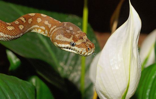 已婚男人梦见大蟒蛇是什么意思 已婚男人梦到大蟒蛇有什么征兆