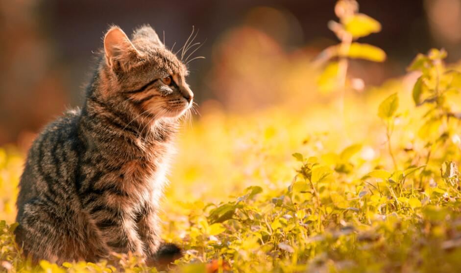 女性梦见自己和猫说话是什么意思 梦见自己和猫说话征兆什么