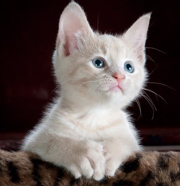 女性梦见自己和猫说话是什么意思 梦见自己和猫说话征兆什么