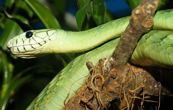 孕妈妈梦见绿蛇预示什么 孕妈妈梦见绿蛇是什么意思