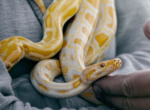 女人梦到很多蛇是什么意思 梦见很多蛇征兆什么