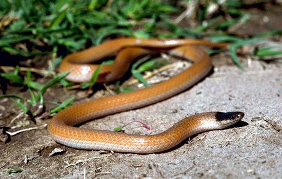 已婚男人梦见蛇咬自己阐明什么 已婚男人梦到蛇咬自己有什么征兆