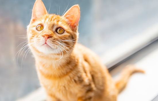 孕妈妈梦见猫咬自己阐明什么 孕妈妈梦到猫咬自己有什么征兆