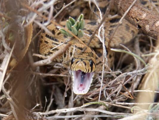男人梦见打蛇是什么意思   男人梦见打蛇是什么预兆