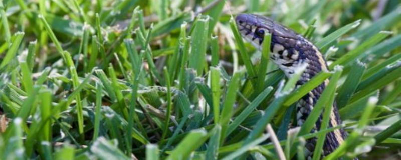 男人梦见打蛇是什么意思   男人梦见打蛇是什么预兆