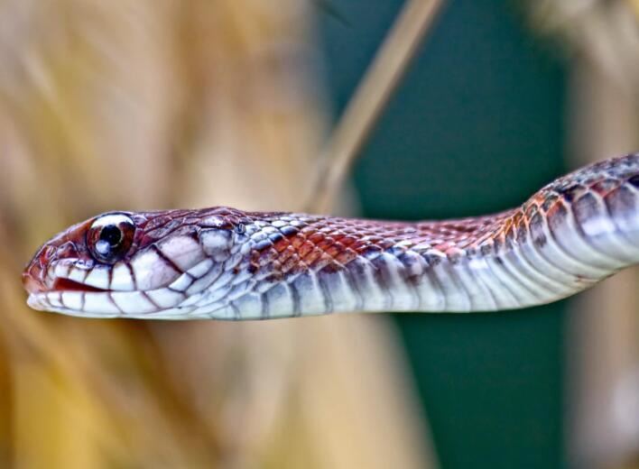 男人梦见打死蛇是什么意思 男人梦见打死蛇征兆什么