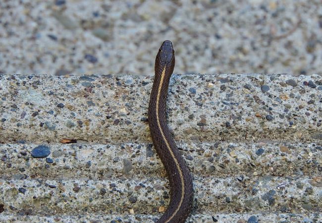 梦见许多黑蛇是什么意思 梦见许多黑蛇有什么征兆