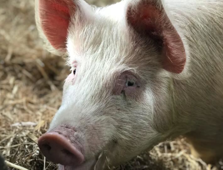 男人梦见他人杀猪见血是什么意思 男人梦见他人杀猪见血征兆什么