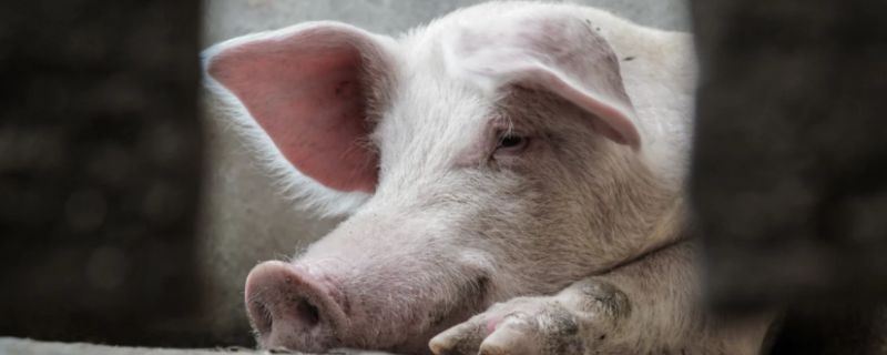 男人梦见他人杀猪见血是什么意思 男人梦见他人杀猪见血征兆什么