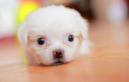 梦见小狗拉大便是什么意思 梦到小狗拉大便有什么征兆