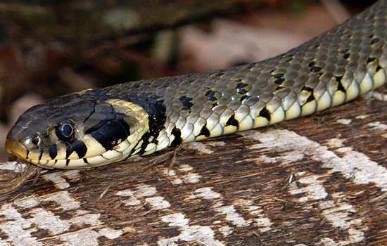 梦到被蛇咬到脚是什么意思 梦见被蛇咬到脚有什么预兆