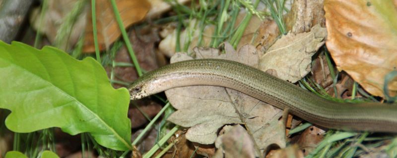 梦到被蛇咬到脚是什么意思 梦见被蛇咬到脚有什么预兆