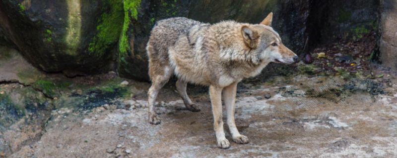 梦见狼和狗是什么意思 梦见狼和狗征兆什么