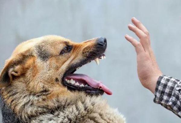 梦见狼和狗是什么意思 梦见狼和狗征兆什么