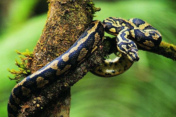 备孕女性梦见蛇什么意思 备孕女性梦见蛇好欠好