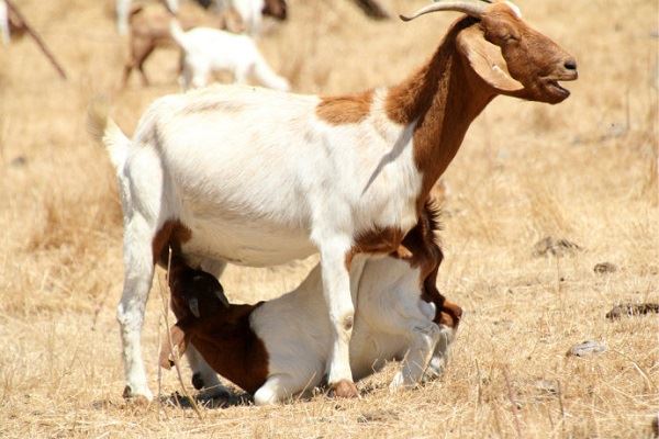 男人梦见一只羊预示什么 男人梦见一只羊好不好